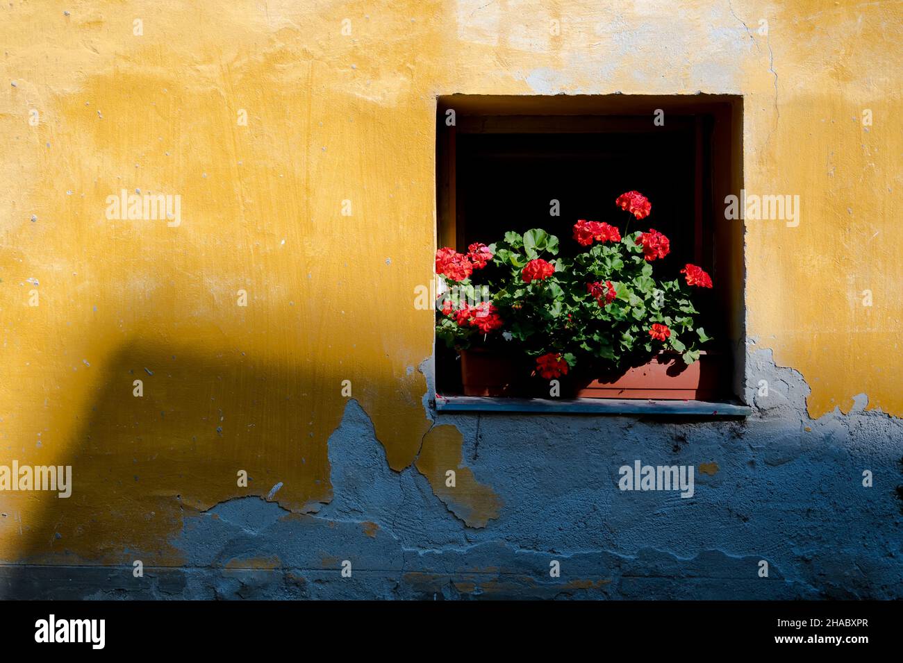 Red Geranium flowers in the windows of a yellow wall on a sunny day Stock Photo