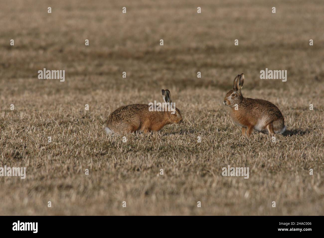 Brown hares are known for boxing, when males follow females hoping to