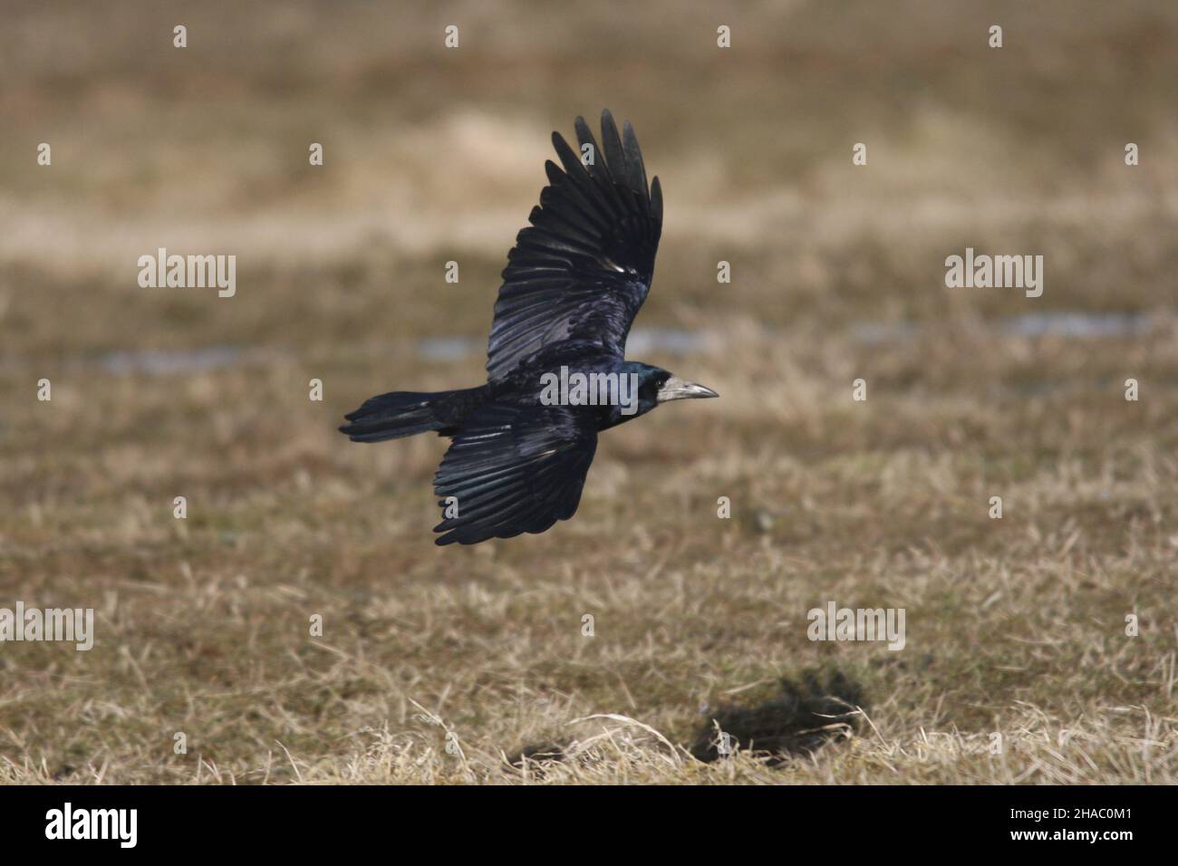 Rooks fly out from rookeries to feed on arable land, or grasslands.  They are gregarious and almost always found in flocks or family parties. Stock Photo
