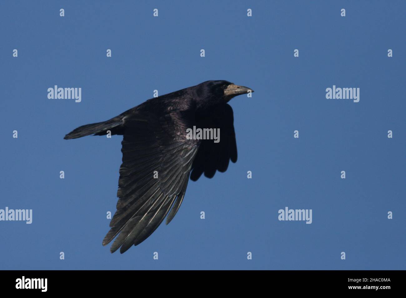 Rooks fly out from rookeries to feed on arable land, or grasslands.  They are gregarious and almost always found in flocks or family parties. Stock Photo