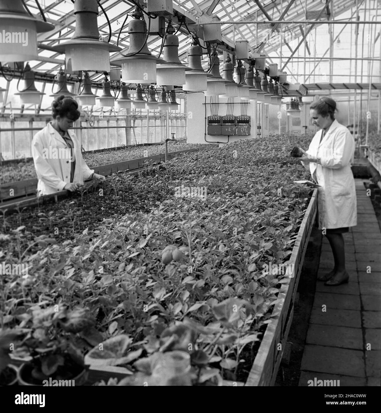 Kielce, 1969-11-20. Stacja oceny sadzeniaków ziemniaka w Wojewódzkim Inspektoracie Kontroli Materia³u Siewnego. Nz. ocena kondycji sadzonek ziemniaka hodowanego w szklarni stacji. mta  PAP/W³odzimierz Wawrzynkiewicz      Kielce, Nov. 20, 1969. Seed potatoe inspection station at Provincial Seed Inspection.Pictured: seed waterning in the station's greenhouse.   mta  PAP/W³odzimierz Wawrzynkiewicz Stock Photo