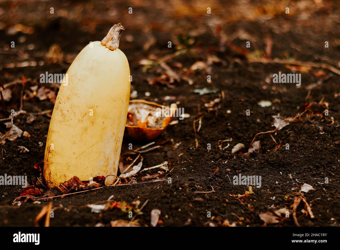 Autumn nature background. Yellow pumpkin on the ground Stock Photo - Alamy