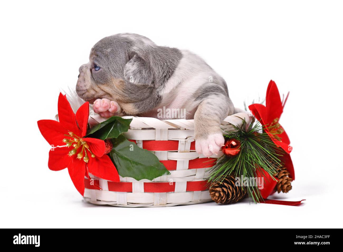 Merle French Bulldog dog puppy in Christmas basket with poinsettia flowers on white background Stock Photo