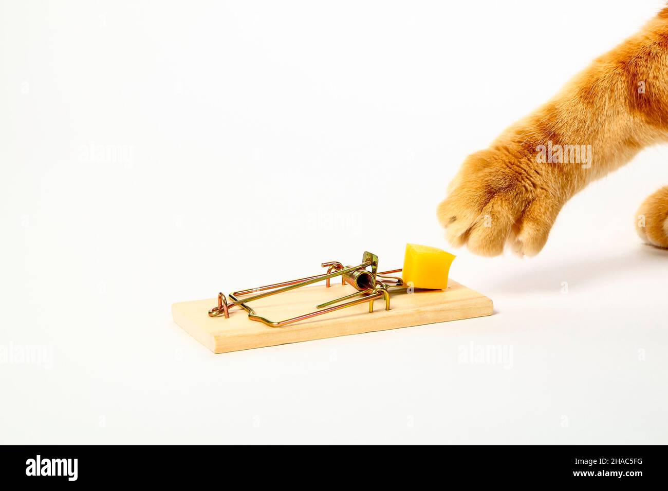 Conceptual image of a ginger tabby cat either baiting a mousetrap with  cheese to catch a mouse or taking the cheese from the trap Stock Photo -  Alamy