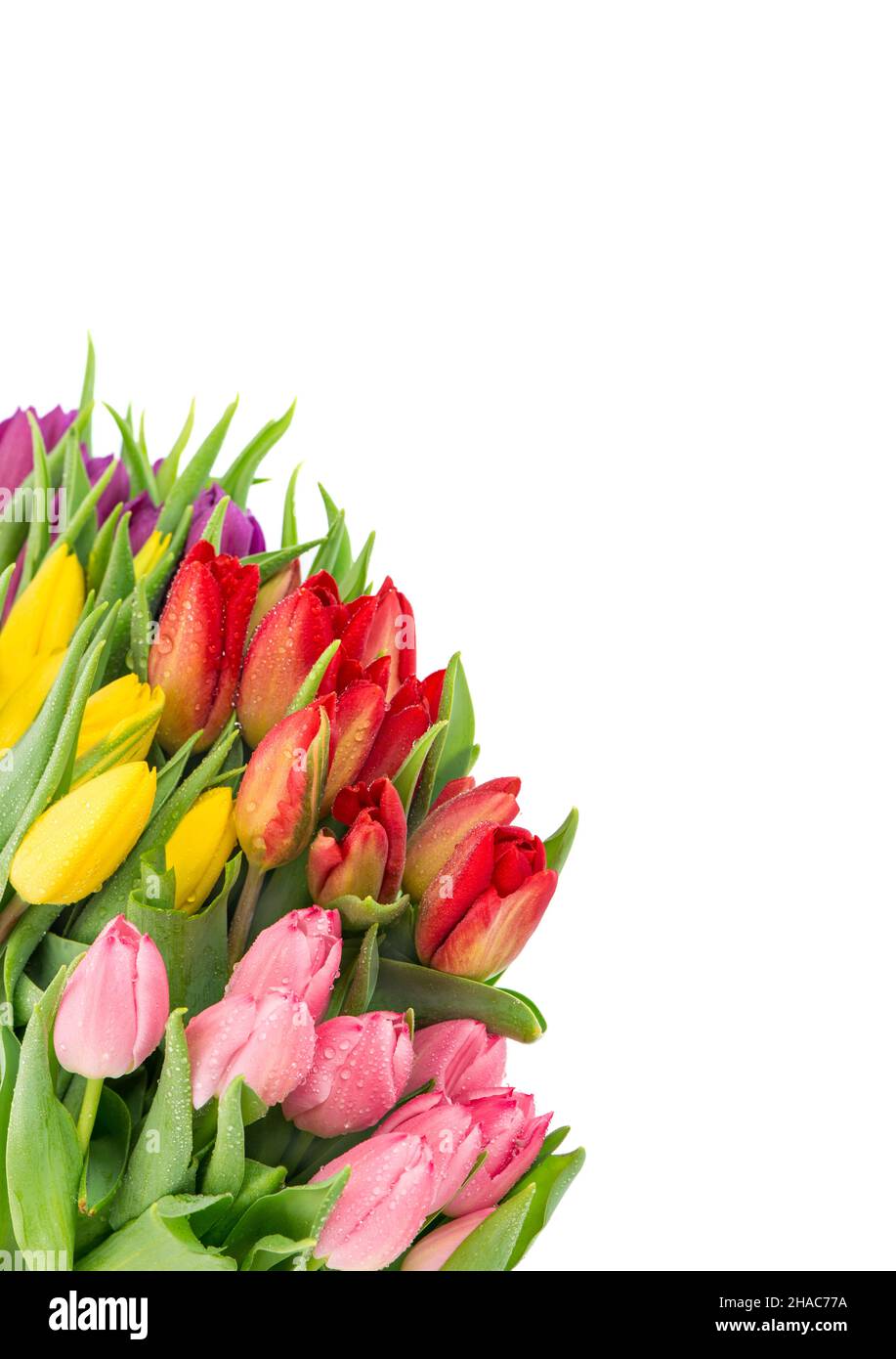 Fresh tulip flowers bouquet on white background. Spring blooms with ...