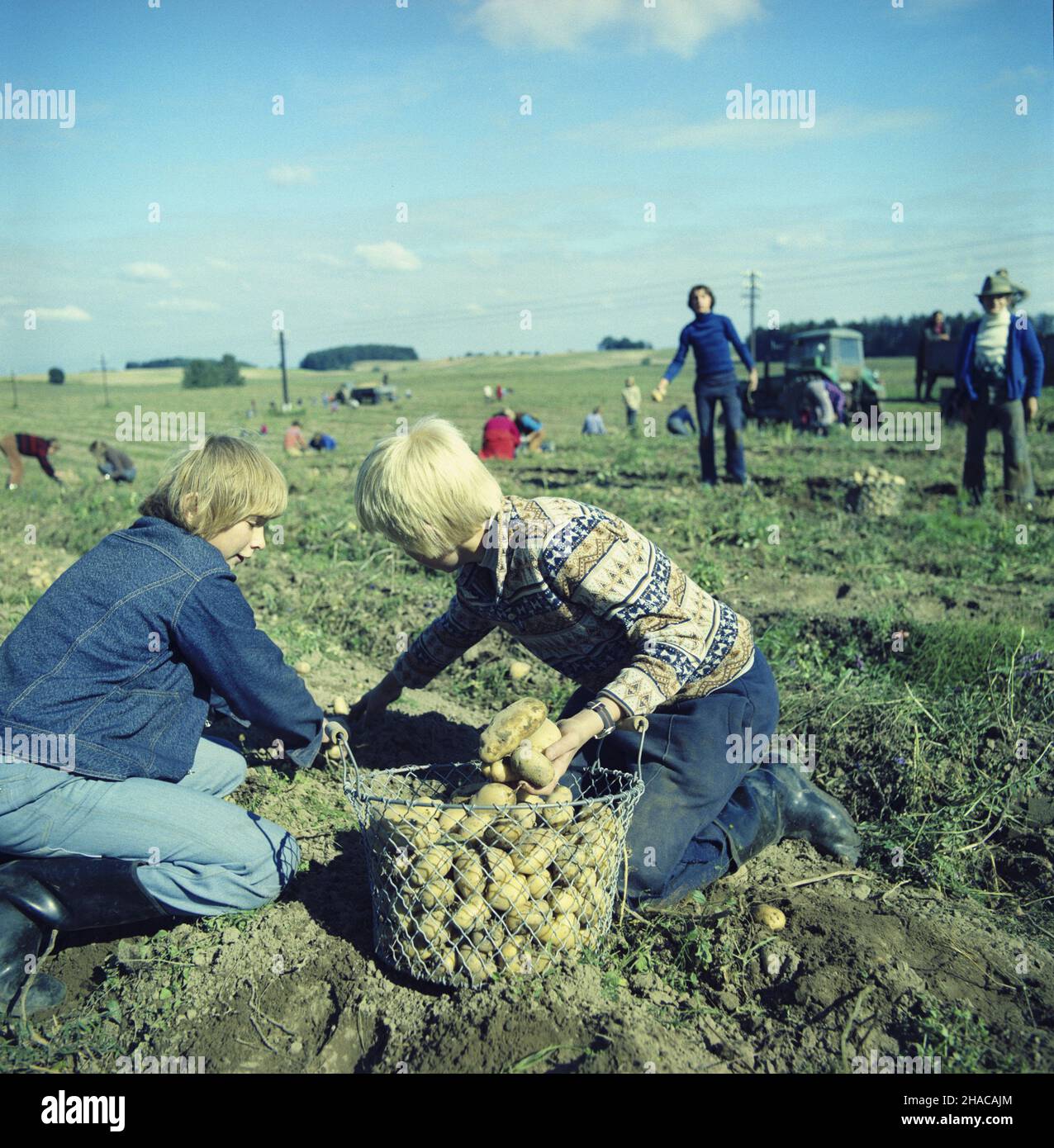 Dylewo 09.1977. Dzieci i m³odzie¿ ze Szko³y Podstawowej nr 3 w Ostródzie pomaga przy wykopkach ziemniaków w Pañstwowym Gospodarstwie Rolnym (PGR Dylewo). js  PAP/Stanis³aw Moroz    Dok³adny dzieñ wydarzenia nieustalony.         Dylewo, September 1977. Pupils of the No 3 Elementary School in Ostroda helping in potato lifting at the Dylewo state farm.  js  PAP/Stanislaw Moroz    Event day unknown Stock Photo