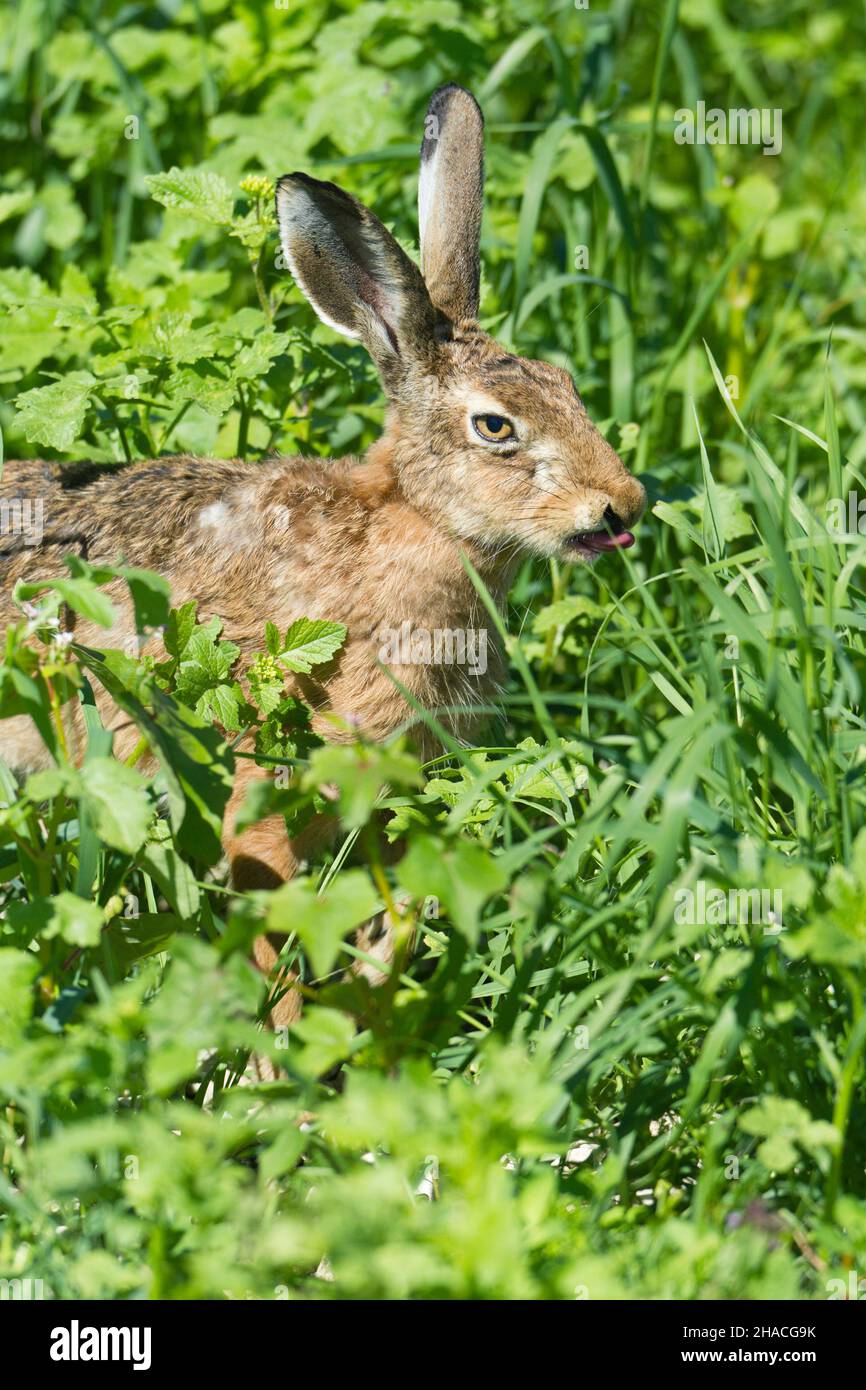 European hare (Lepus europaeus), adult on field, with tongue sticking out, Lower Saxony, Germany Stock Photo
