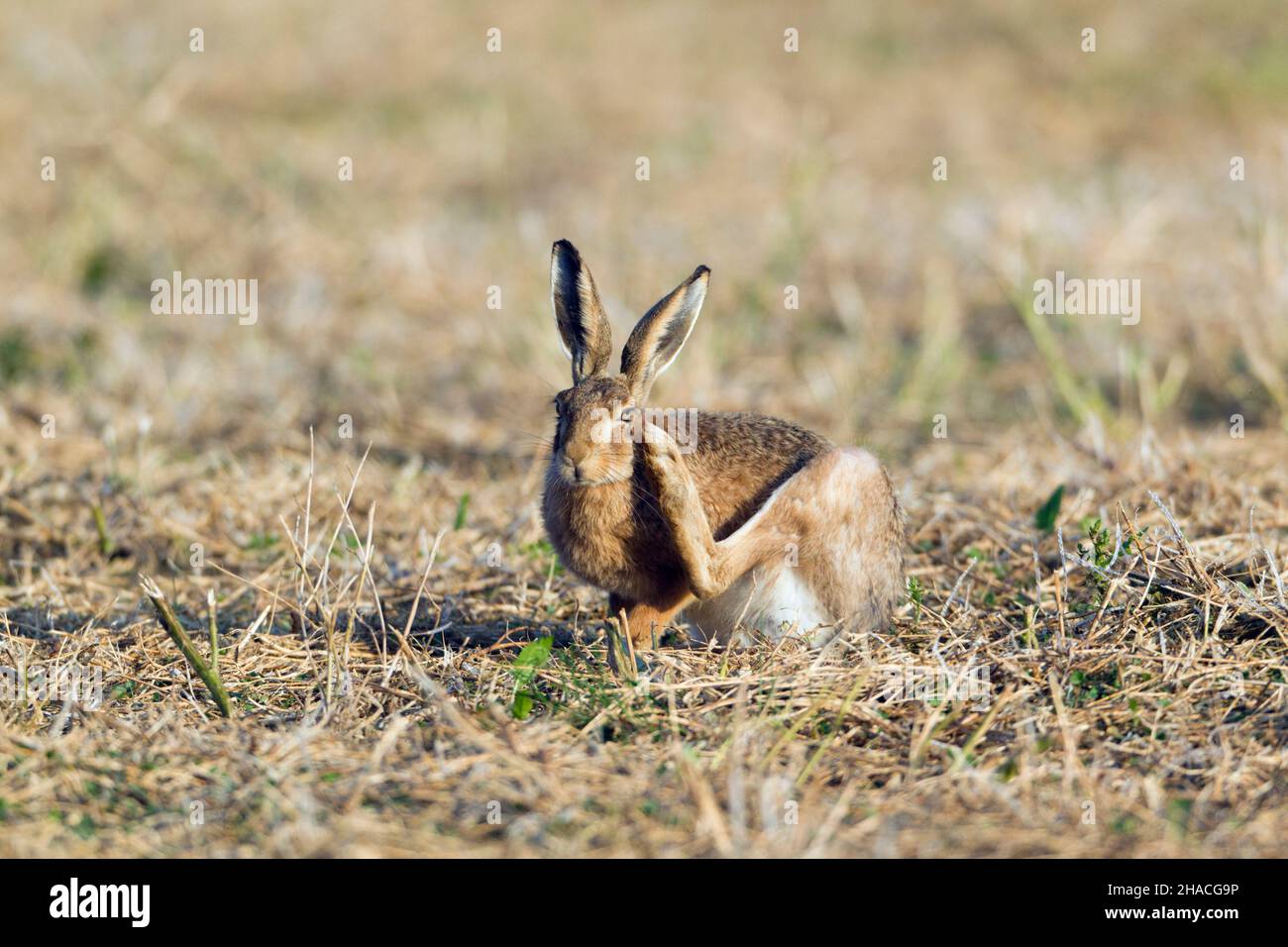 Hare leg hi-res stock photography and images - Alamy