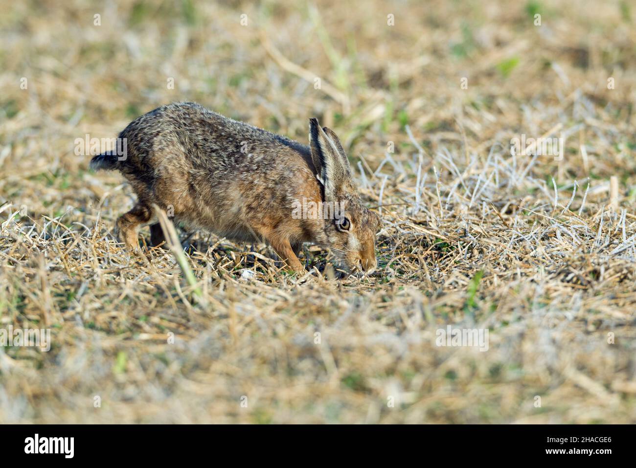 European hare (Lepus europaeus), buck searching for scent of doe, during breeding season, Lower Saxony, Germany Stock Photo