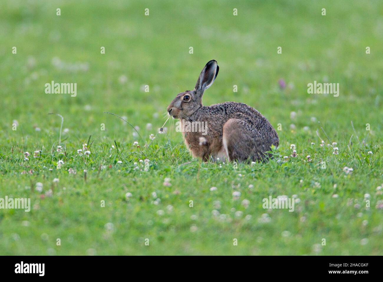 European hare (Lepus europaeus), adult animal nibbling on dandelion plant, Lower Saxony, Germany Stock Photo