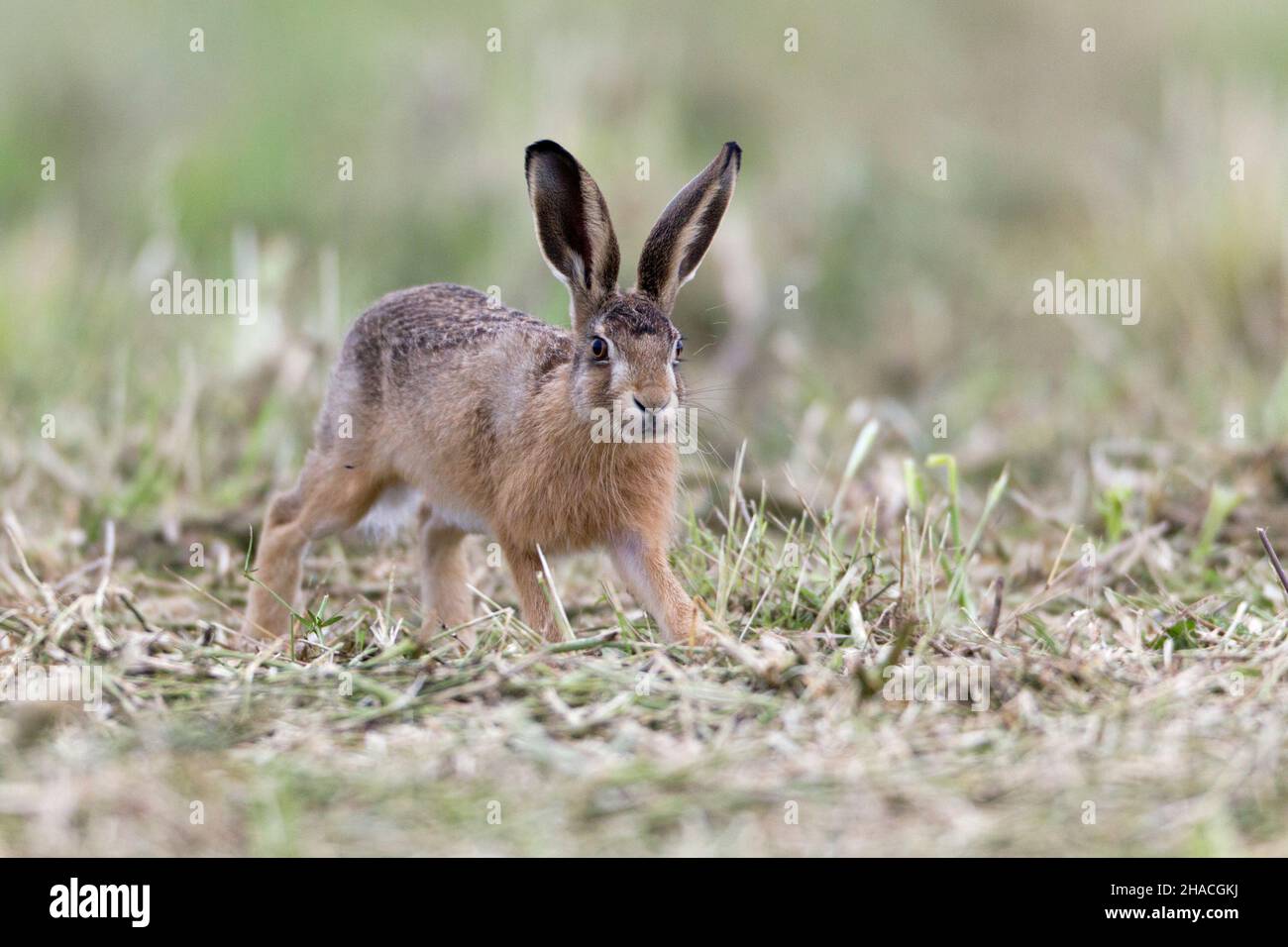 European hare (Lepus europaeus), young animal or leveret on field, stretching itself, Lower Saxony, Germany Stock Photo