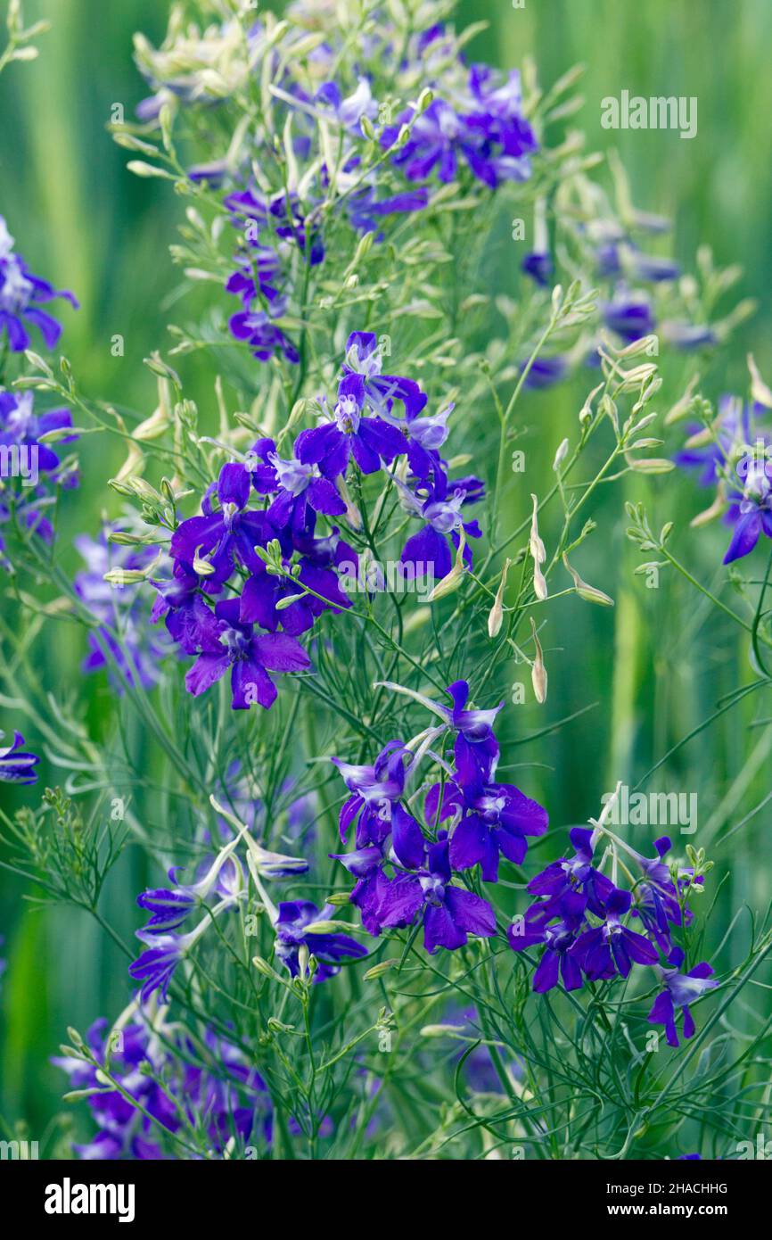 Rocket larkspur hi-res stock photography and images - Alamy