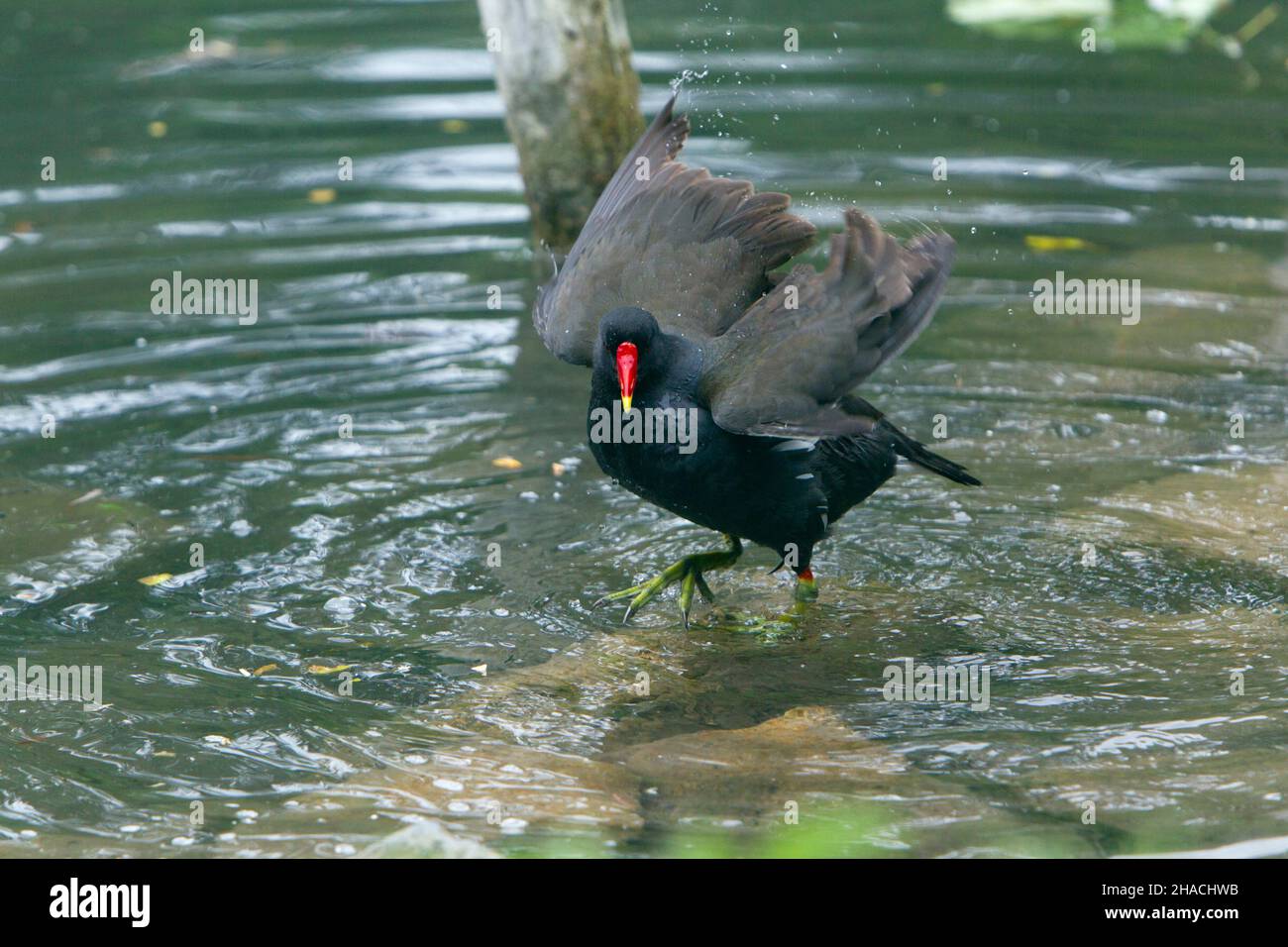 Moorhen, (Gallinula chloropus) bathing in pond, shaking its wings feathers, Lower Saxony, Germany Stock Photo