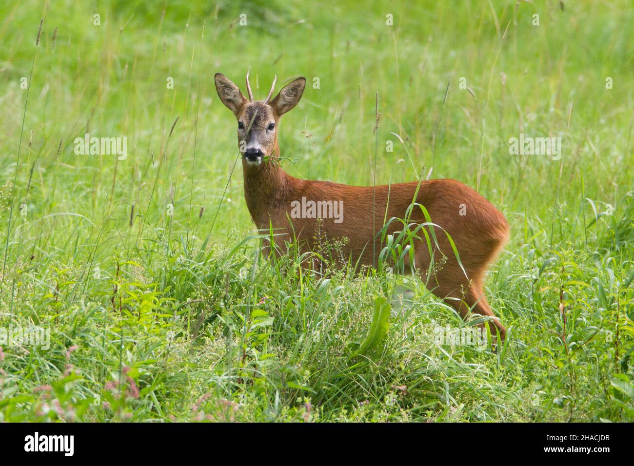 Roe deer, (Capreolus capreolus), buck in meadow, chewing grass, alert, Lower Saxony, Germany Stock Photo