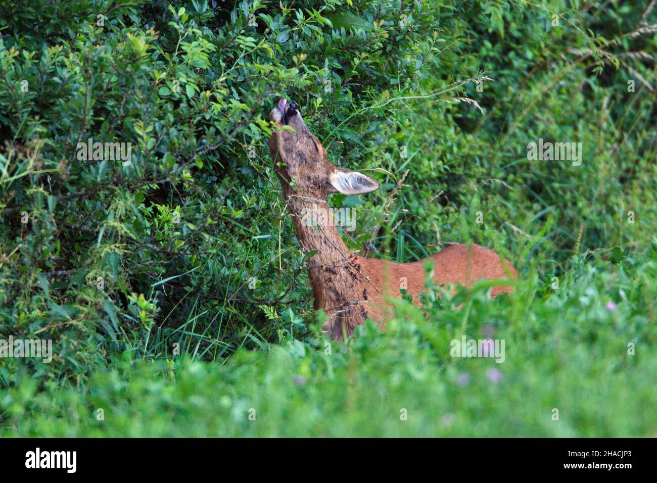Roe deer, (Capreolus capreolus), doe feeding on hedge of sloe thorn, Lower Saxony, Germany Stock Photo
