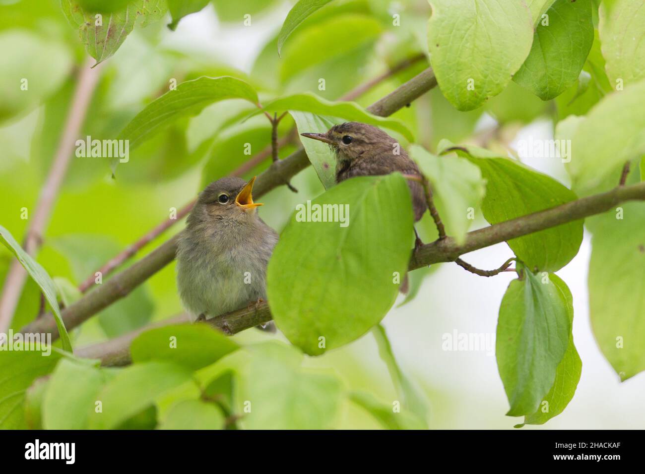 Willow Warbler, (Phylloscopus trochilus), parent bird about to feed fledgeling, Lower Saxony, Germany Stock Photo