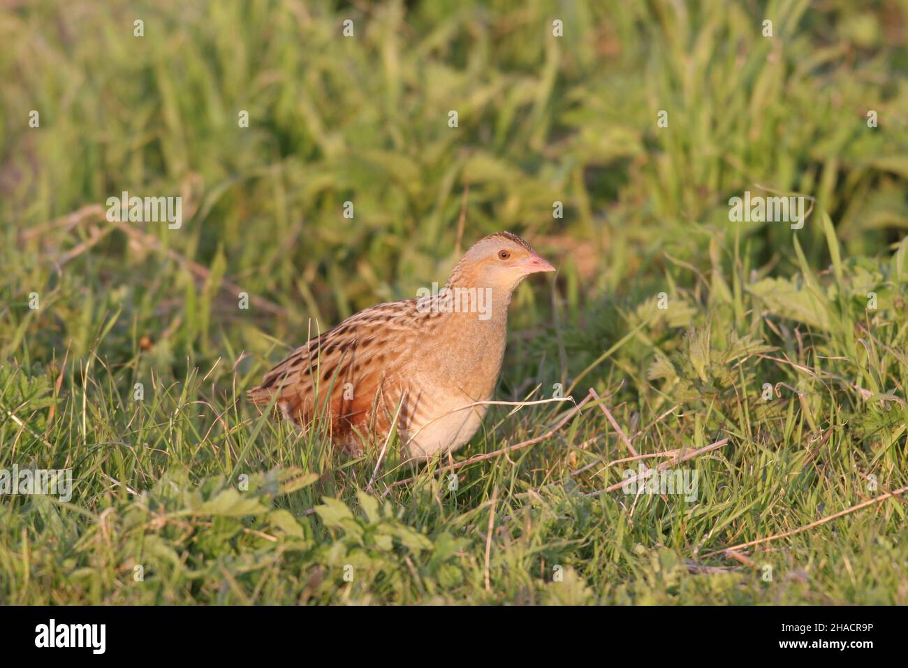 Corncrake, a migratory species flying to and from Africa each year,  when you see a corncrake fly a feat you would find hard to believe! Stock Photo