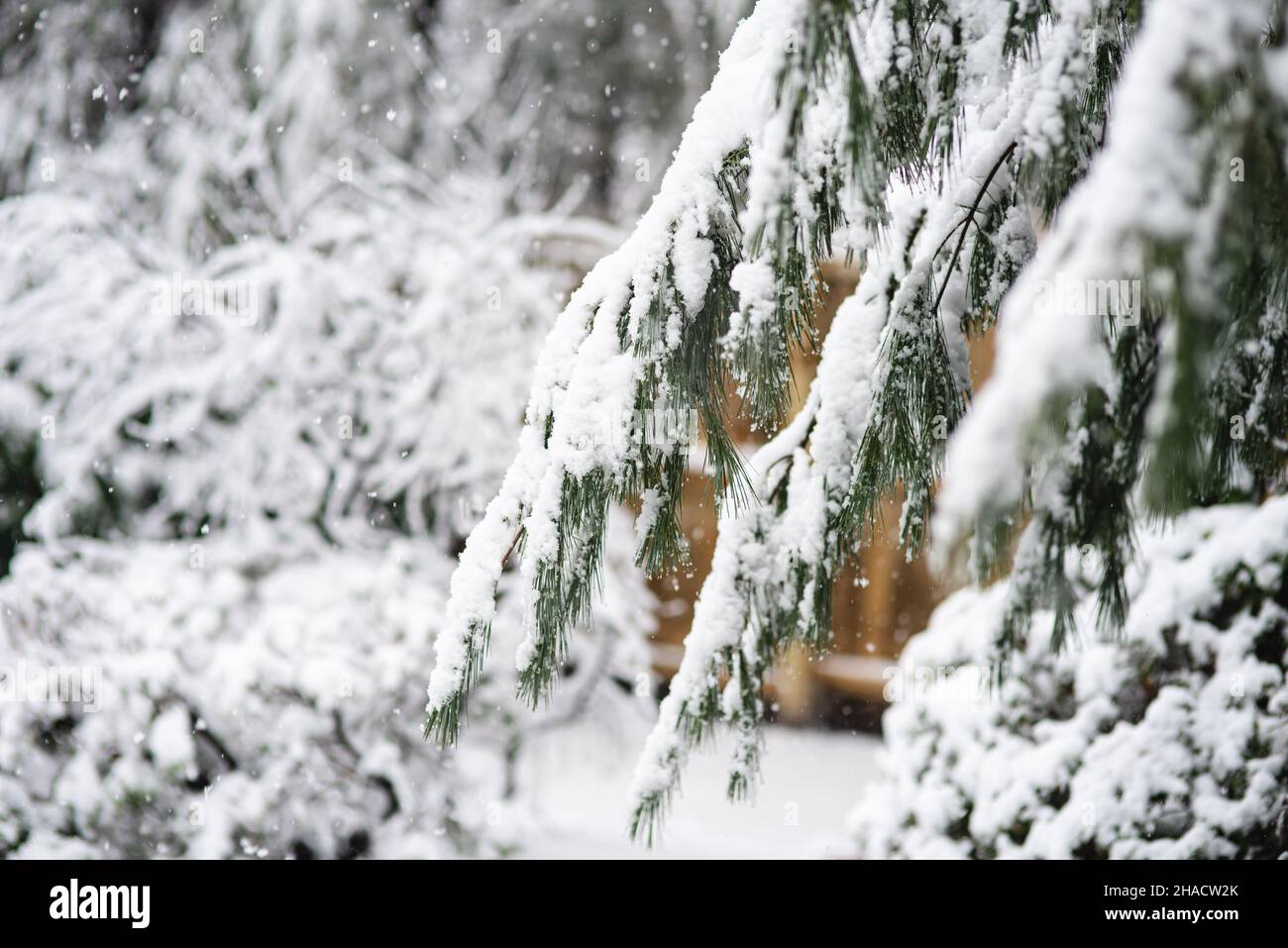 Fresh snow coats my back yard during a winter storm. Stock Photo