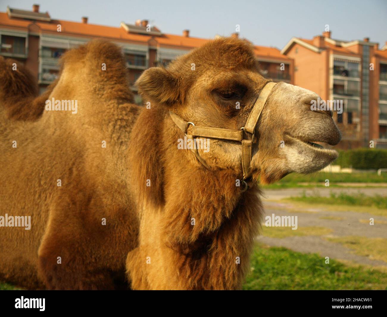 bactrian camel (scientific name Camelus bactrianus) of animal class Mammalia (mammals) Stock Photo