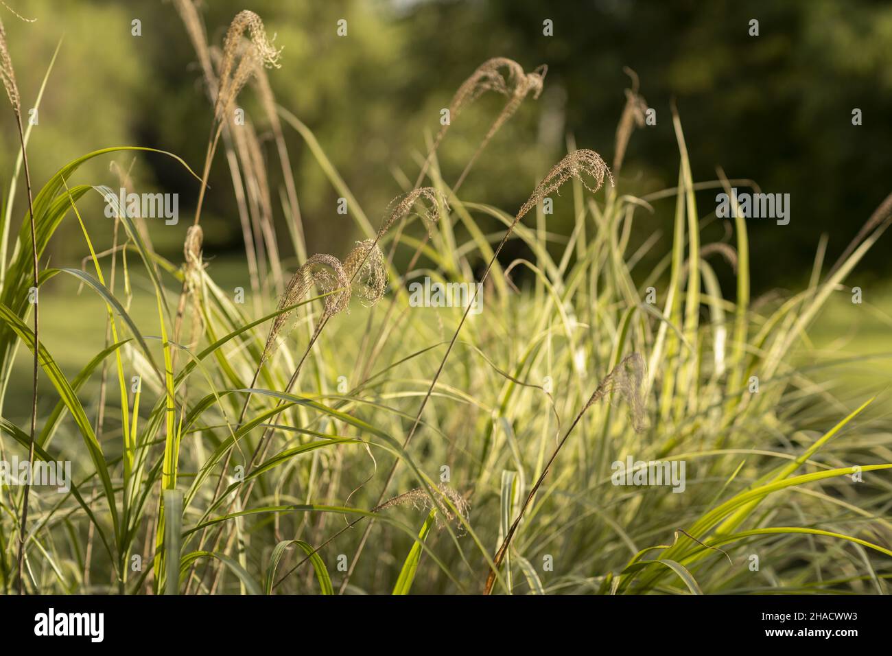 A closeup shot of a green grass in the garden with blurred background ...