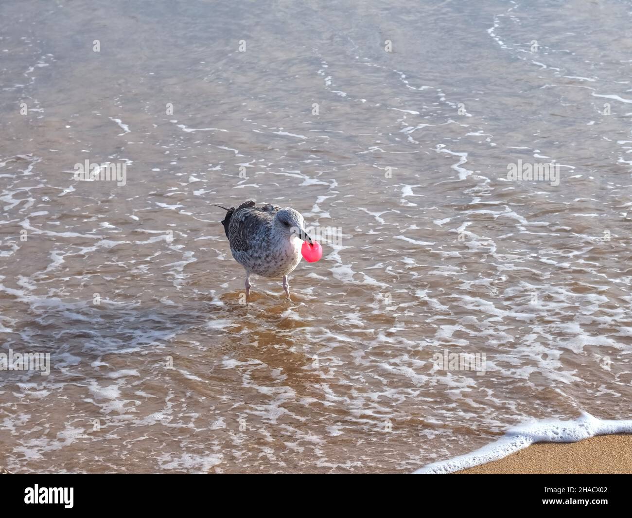 Marine pollution - a seagull with pink plastic item at the beach Stock Photo