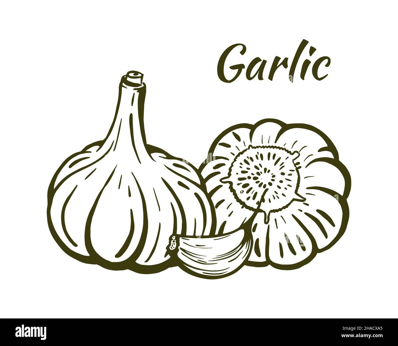 Garlic still life sketch, hand-drawn. Heads of garlic and one clove. Illustration isolated on white background. Vector. Stock Vector