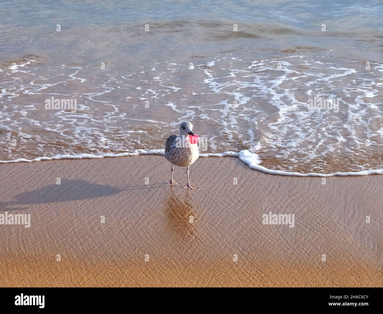 Marine pollution - a seagull with pink plastic item at the beach Stock Photo