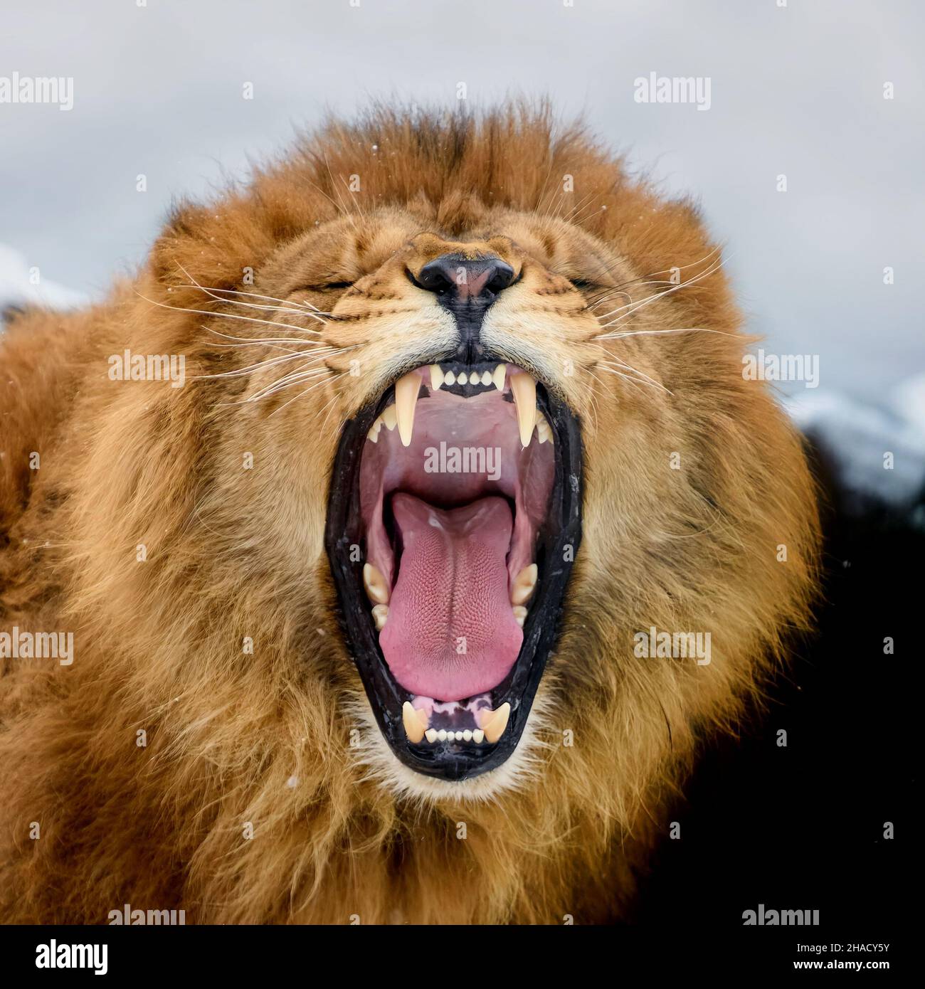Lion roar close up hi-res stock photography and images - Alamy