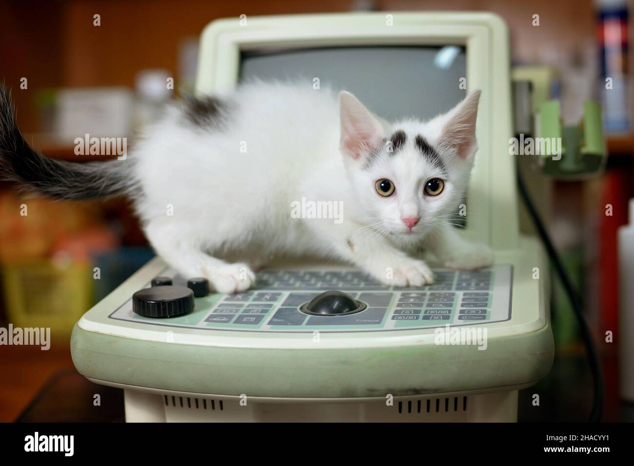 White kitten with a stethoscope in a veterinary office with ultrasound in the background Stock Photo