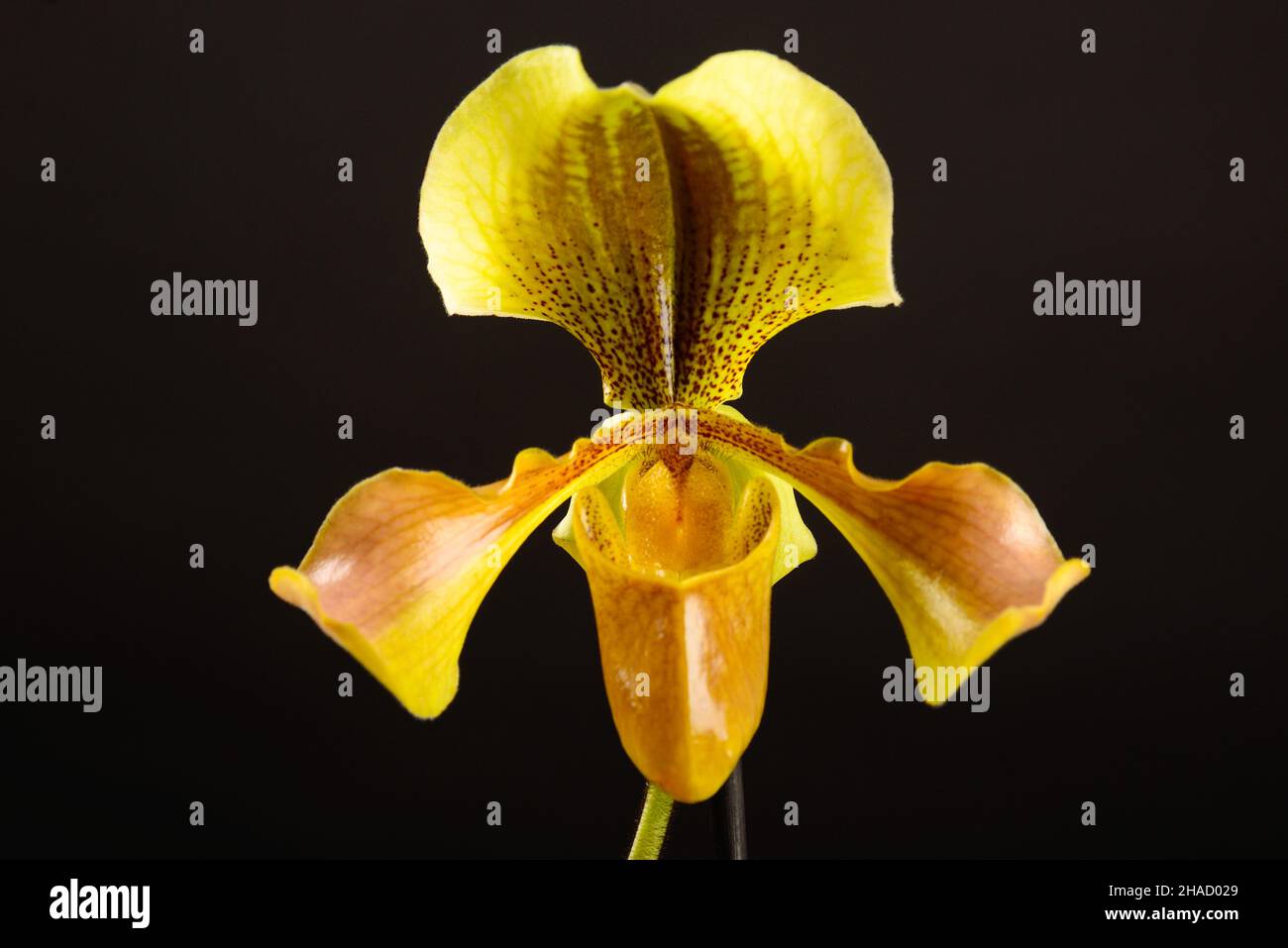 Yellow-orange flower of orchid paphiopedilum on black background Stock Photo