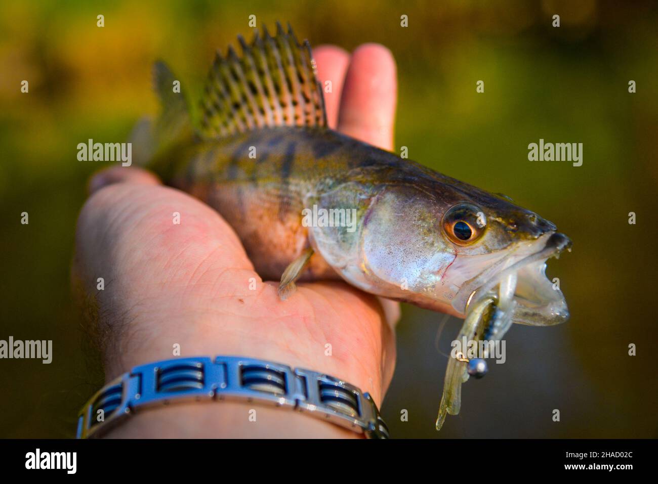 Fish (zander) caught on an artificial bait laid on his hand head to ...