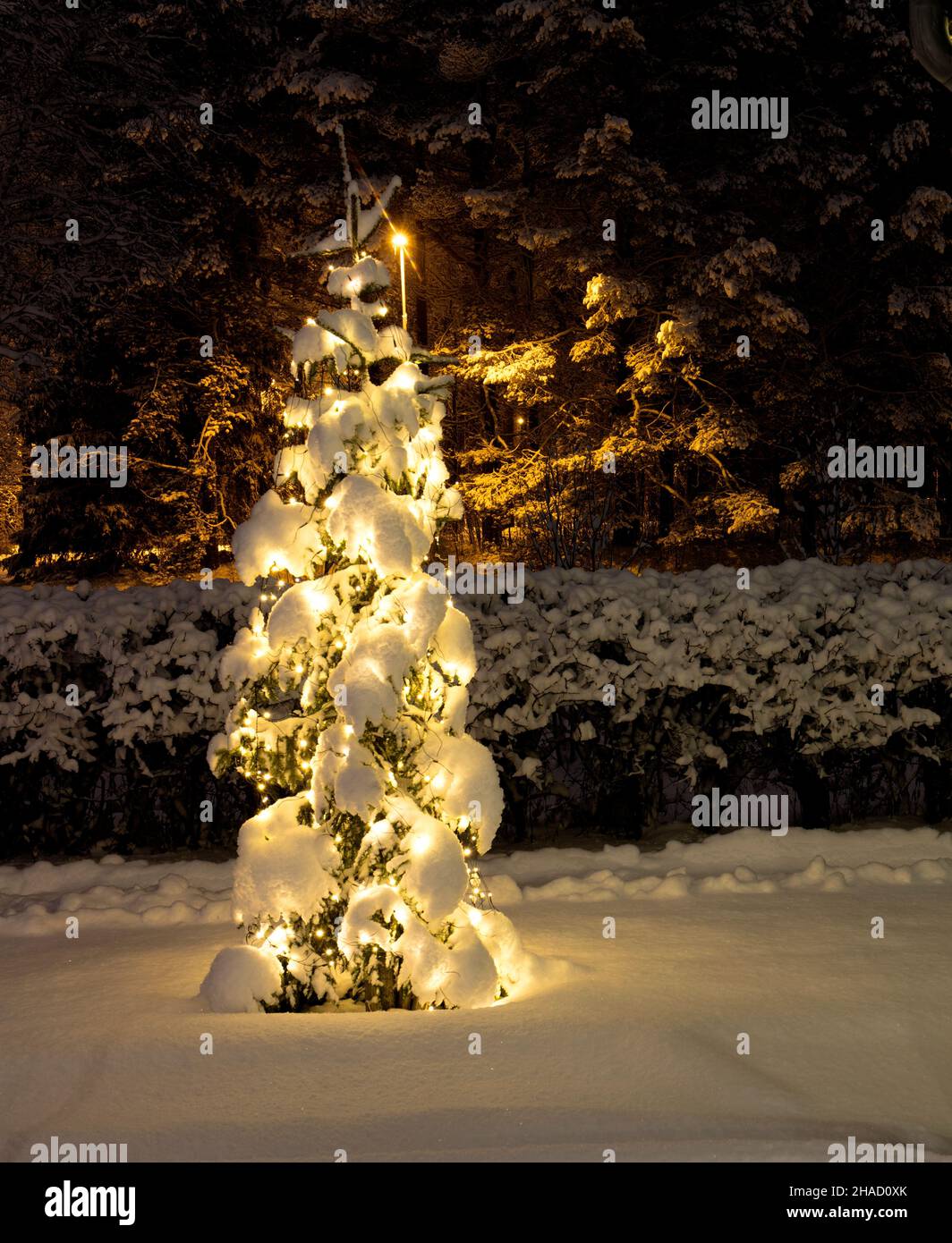 Christmas tree outdoor in the snow, night and lights on. Hedge and wood