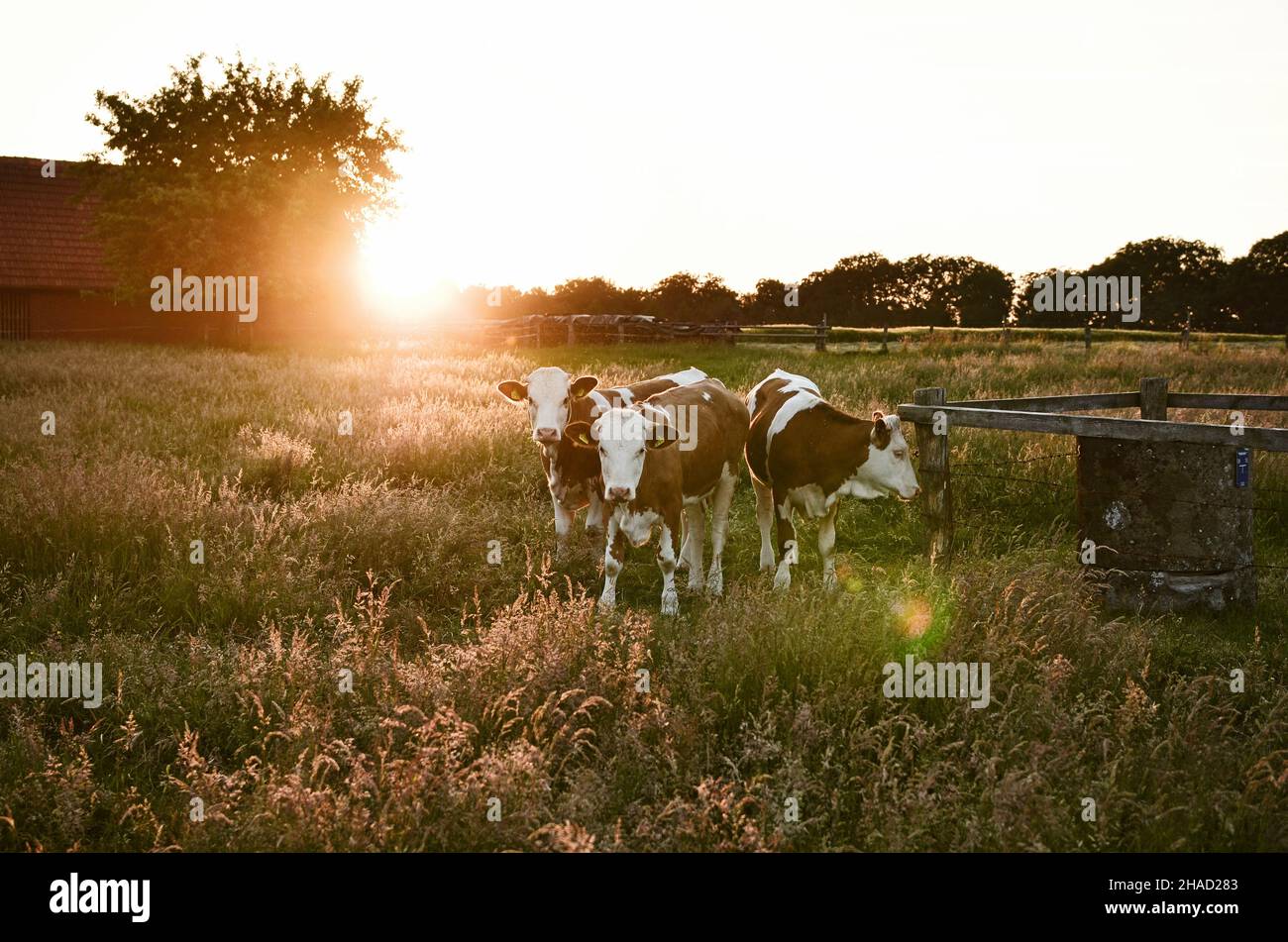The cows grazing in a sunny field Stock Photo - Alamy