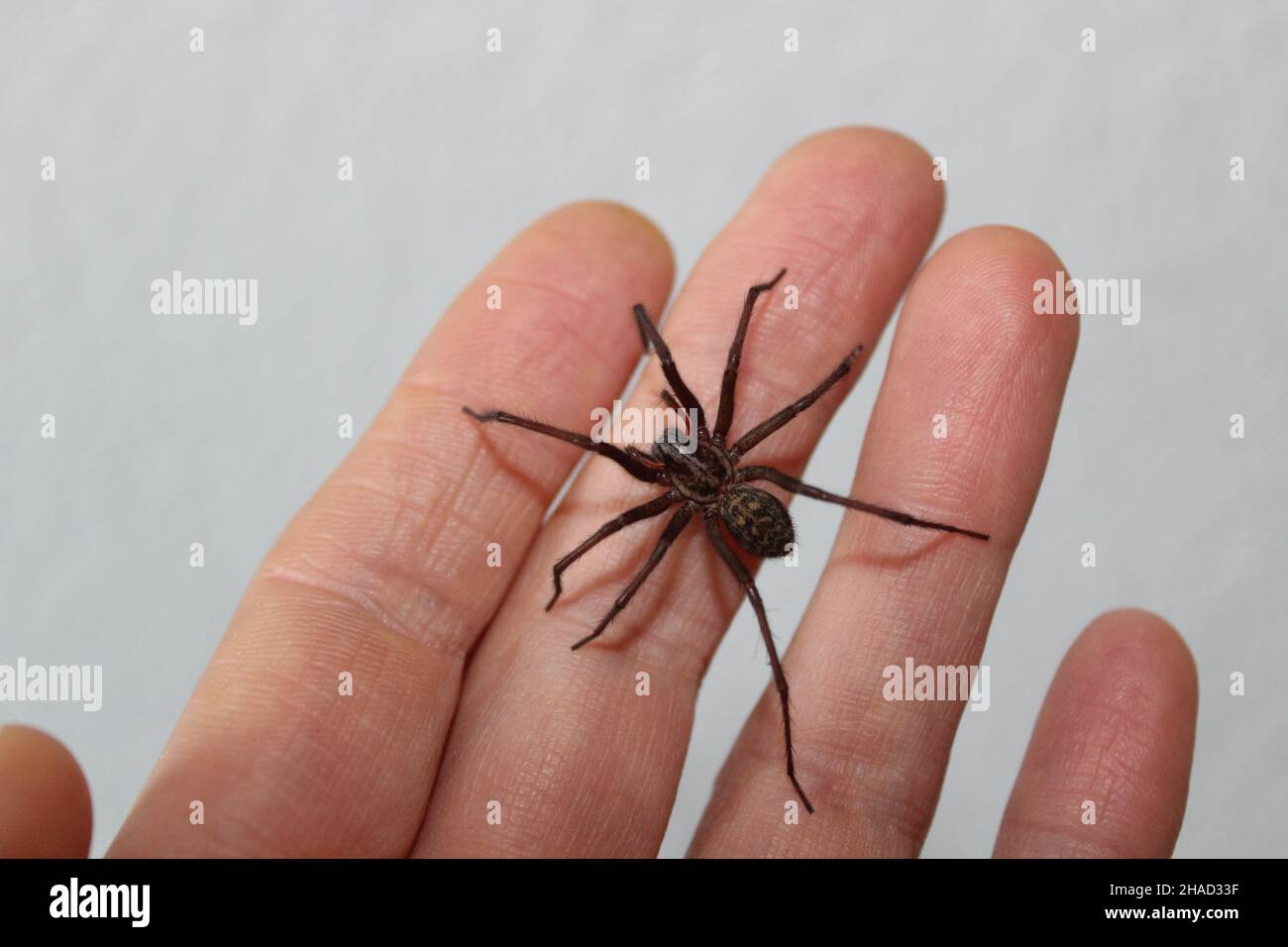 dust spider on a hand in front of a white wall Stock Photo