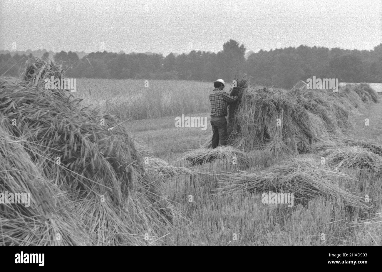 Poizdow 07.1989. ¯niwa we wsi Poizdow, gmina Kock, woj. lubelskie. /bpt/  PAP/CAF - Miros³aw Trembecki Stock Photo