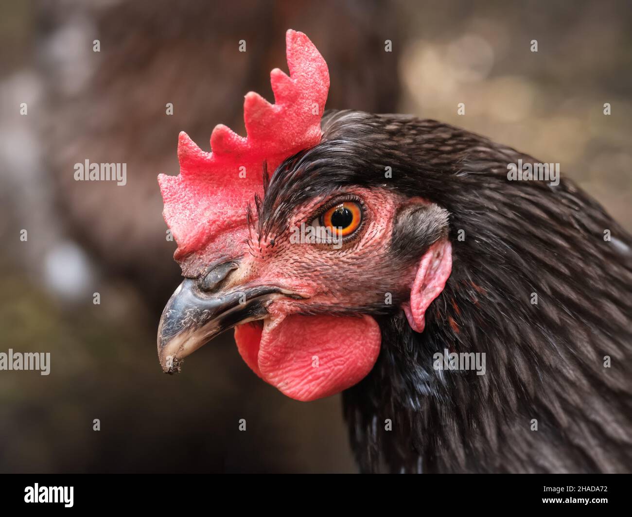 A macro shot of a beautiful Koenigsberg chicken portrait Stock Photo