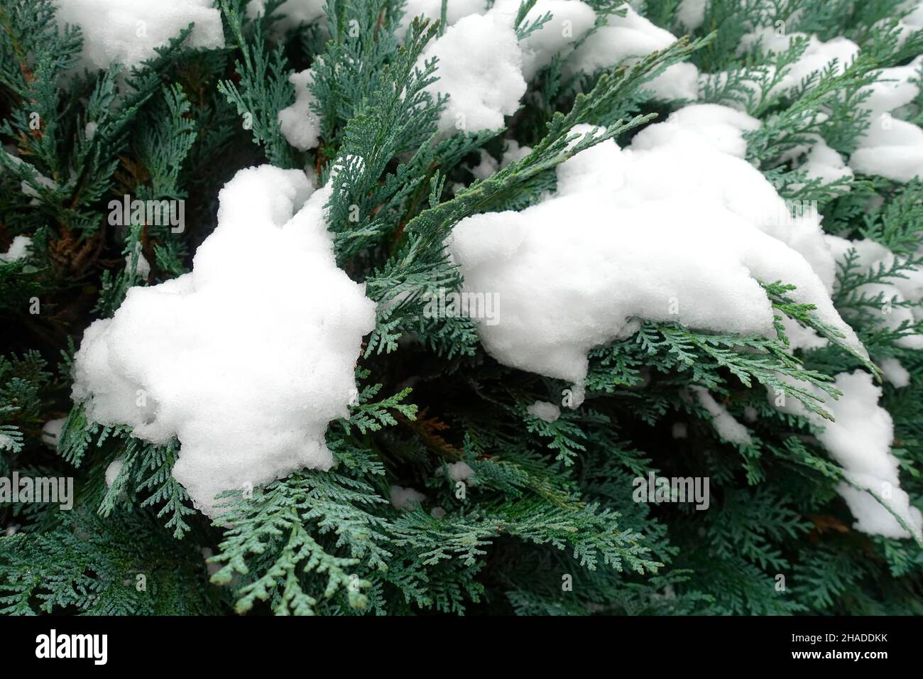 Coniferes with snow in Berlin, Germany Stock Photo