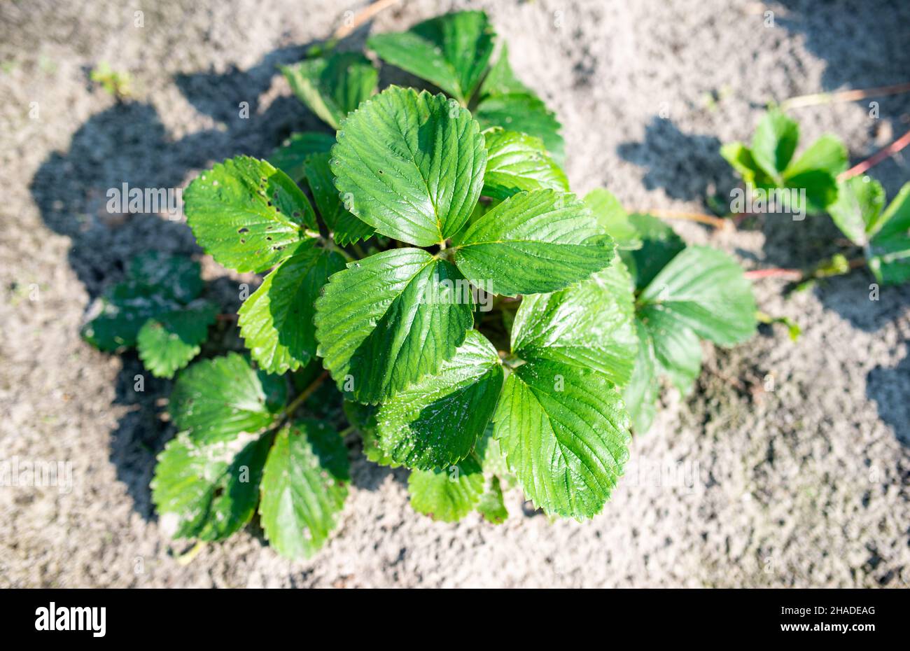 Green leaves of strawberry bushes growing on ground bed Stock Photo - Alamy