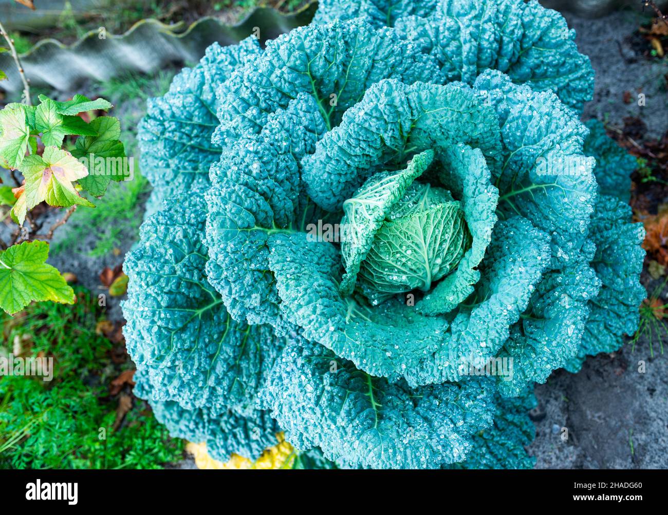 Head of cabbage with broad leaves growing in kitchen garden Stock Photo
