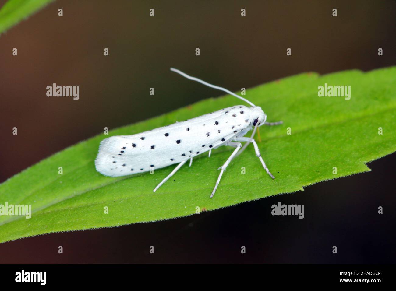 Yponomeuta or formerly Hyponomeuta malinellus the apple ermine, is a moth of the family Yponomeutidae pest in orchards. Stock Photo