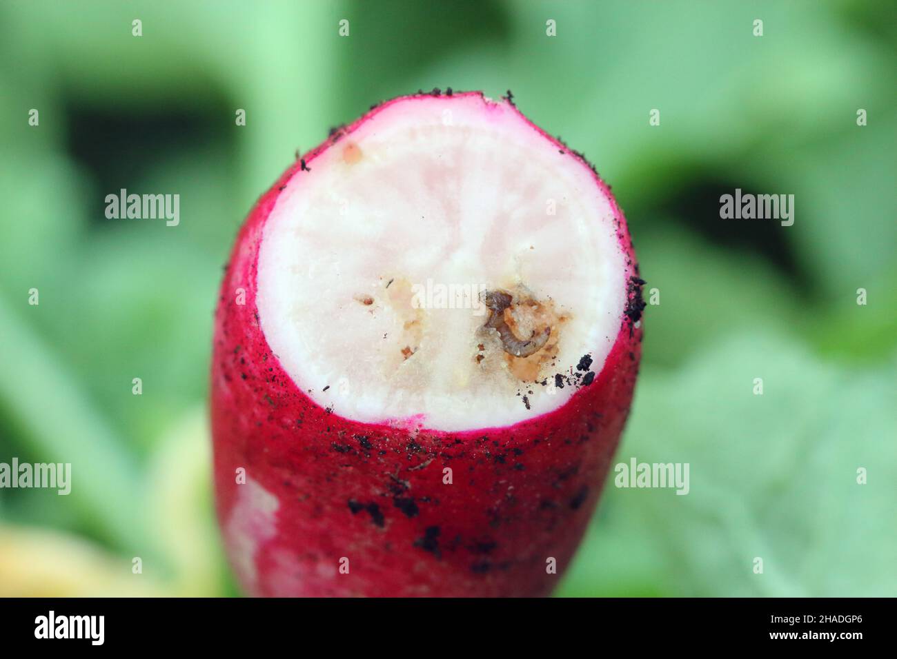 Radish damaged by maggots of Bibionidae called March flies and lovebugs on soil. This insects live in soil and damaged plant roots. Stock Photo