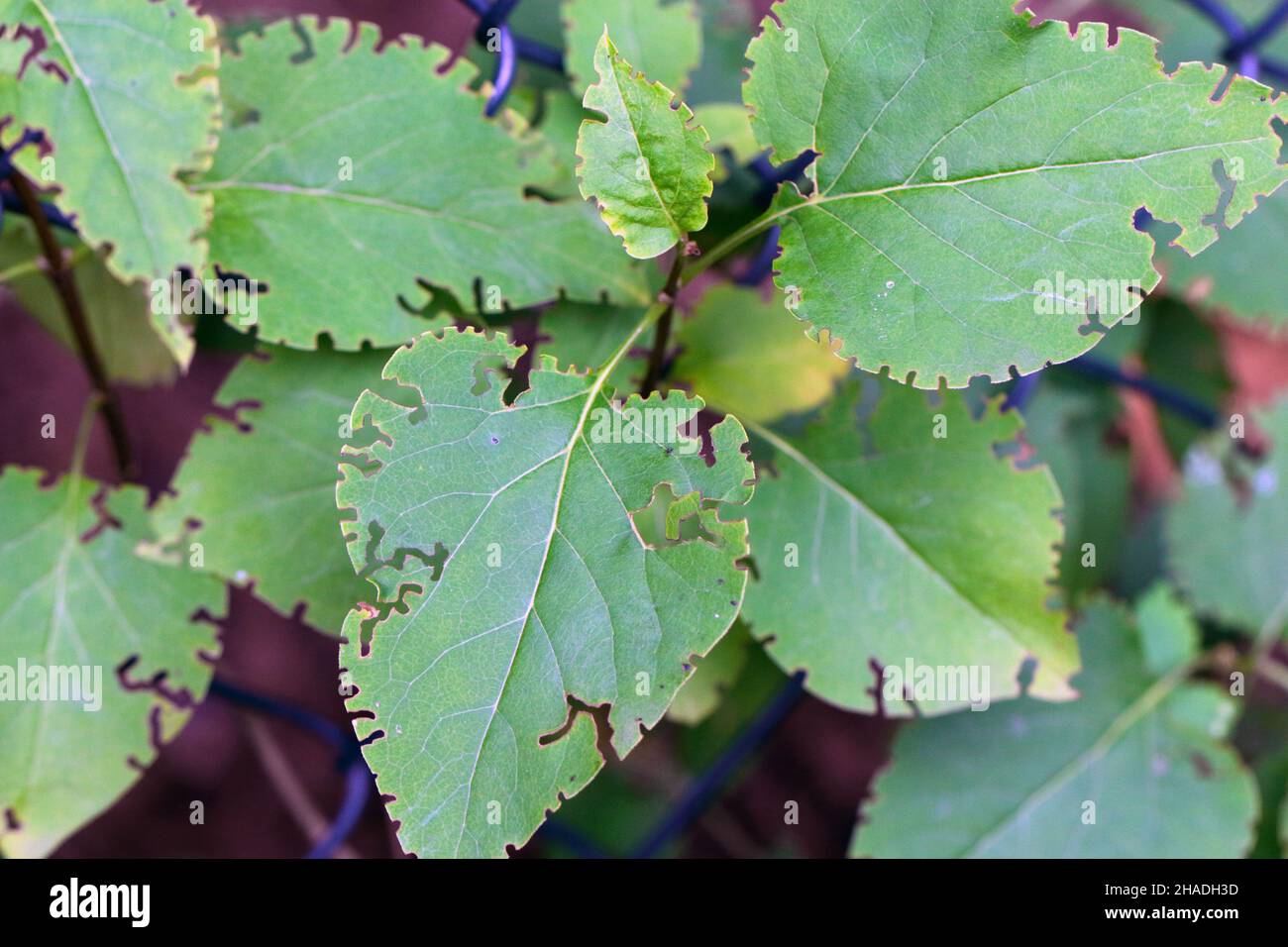 leaves of ornamental shrub - lilac damaged by pests - beetles of Otiorhynchus (sometimes called Otiorrhynchus) weevil. Stock Photo