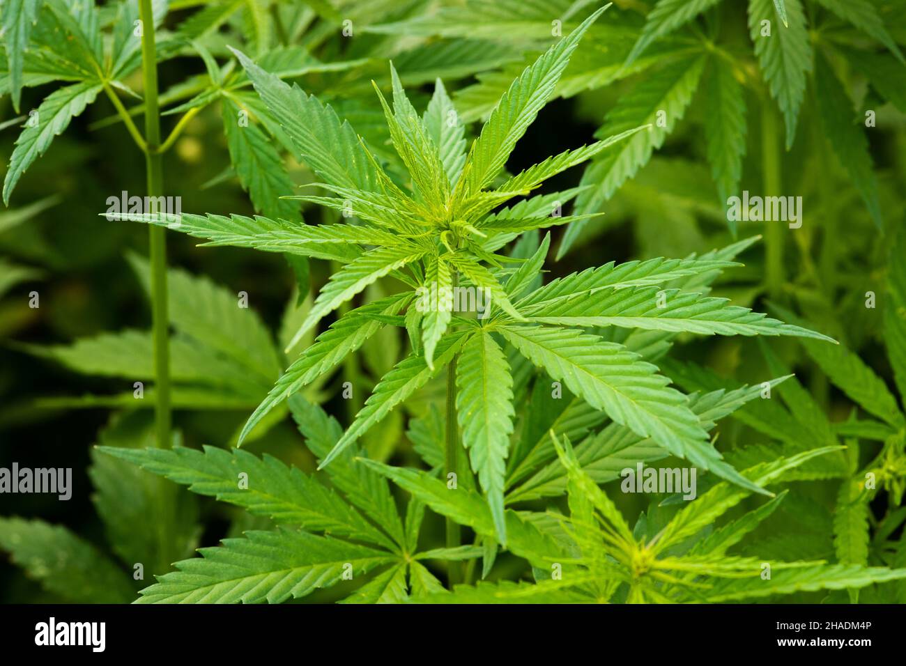 closeup of hemp plants on a plantation for medical use Stock Photo