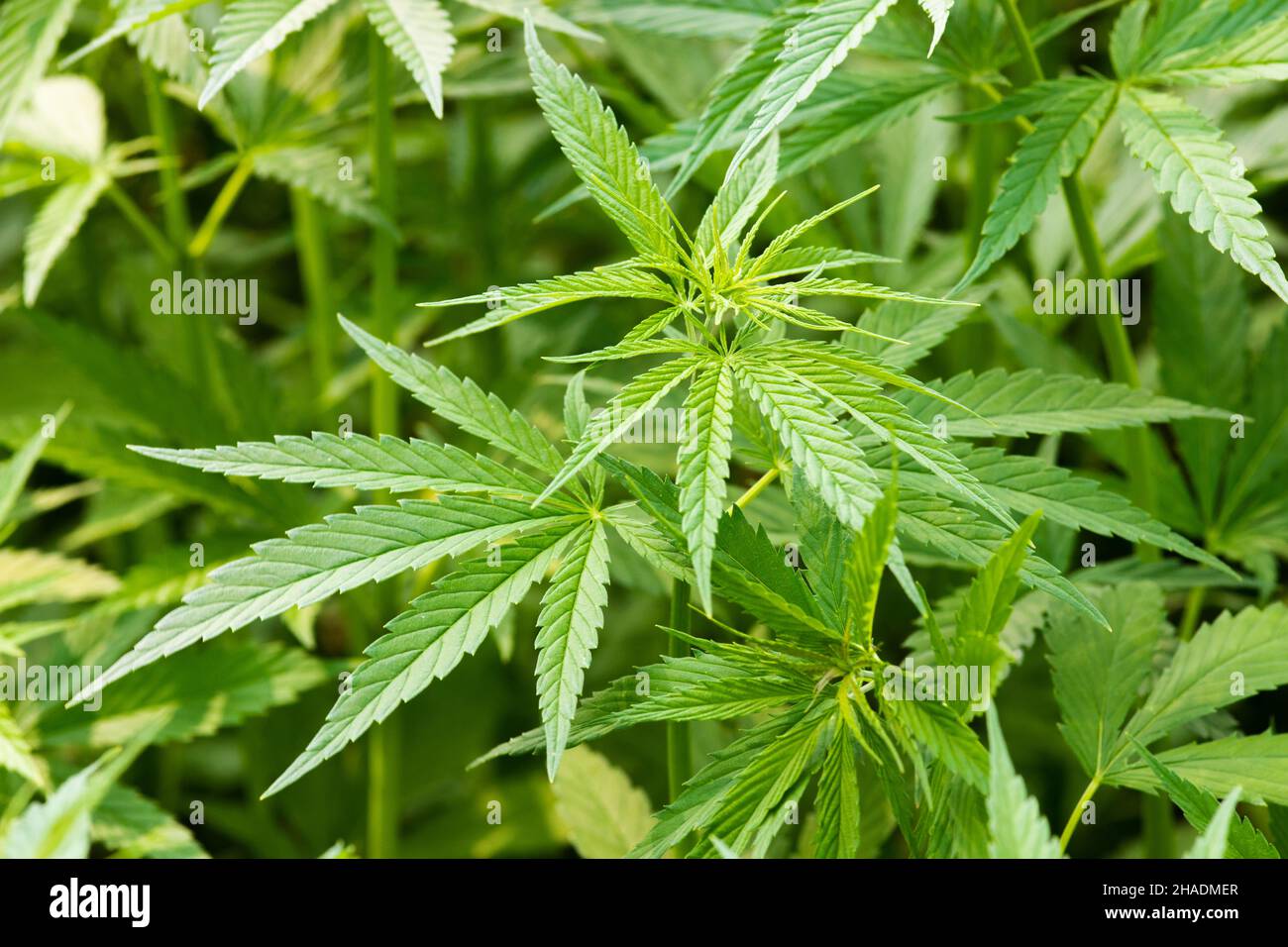 closeup of hemp plants on a plantation for medical use Stock Photo