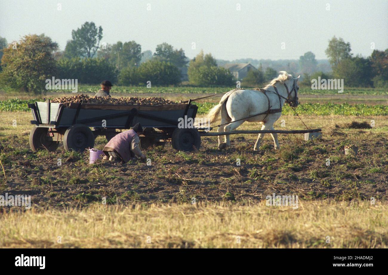 Polska 07.10.1993. Jesienne prace polowe. Rêczne zbieranie ziemniaków, wykopanych kopaczk¹ dwurzêdow¹, na polu po³o¿onym przy drodze Toruñ-Bydgoszcz. uu  PAP/Wojciech Szabelski       Poland 07 October 1993. Autumn field work. Potato picking with potato digger at a field near the Torun-Bydgoszcz route.   uu  PAP/Wojciech Szabelski Stock Photo