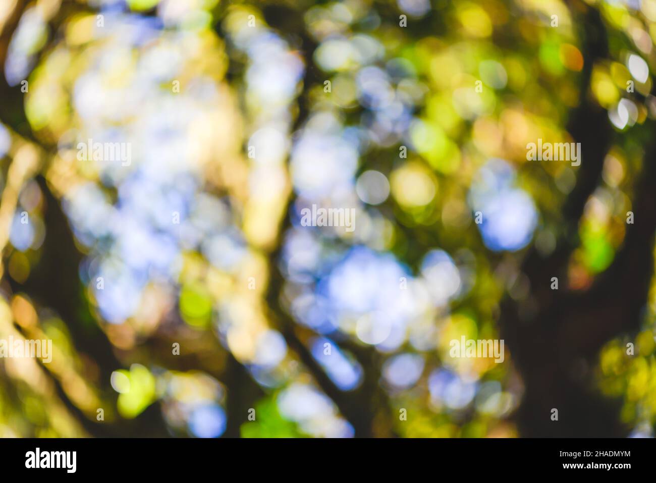 Blur natural light background in hi-res stock photography and images - Alamy
