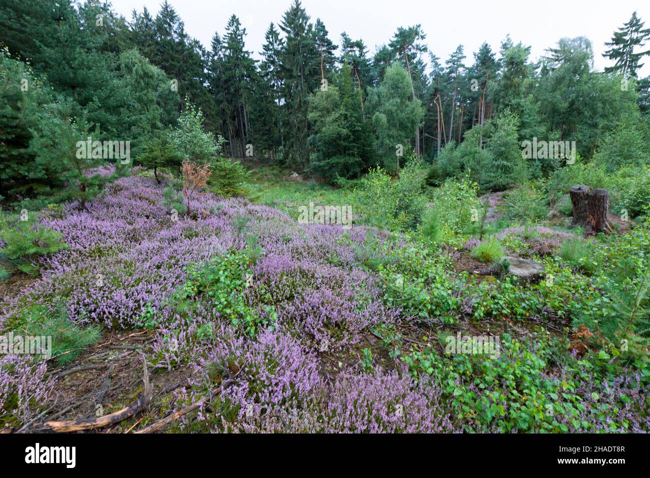 Common Heather, (Calluna vulgaris), in flower in August, growing in opening in forest, Lower Saxony, Germany Stock Photo