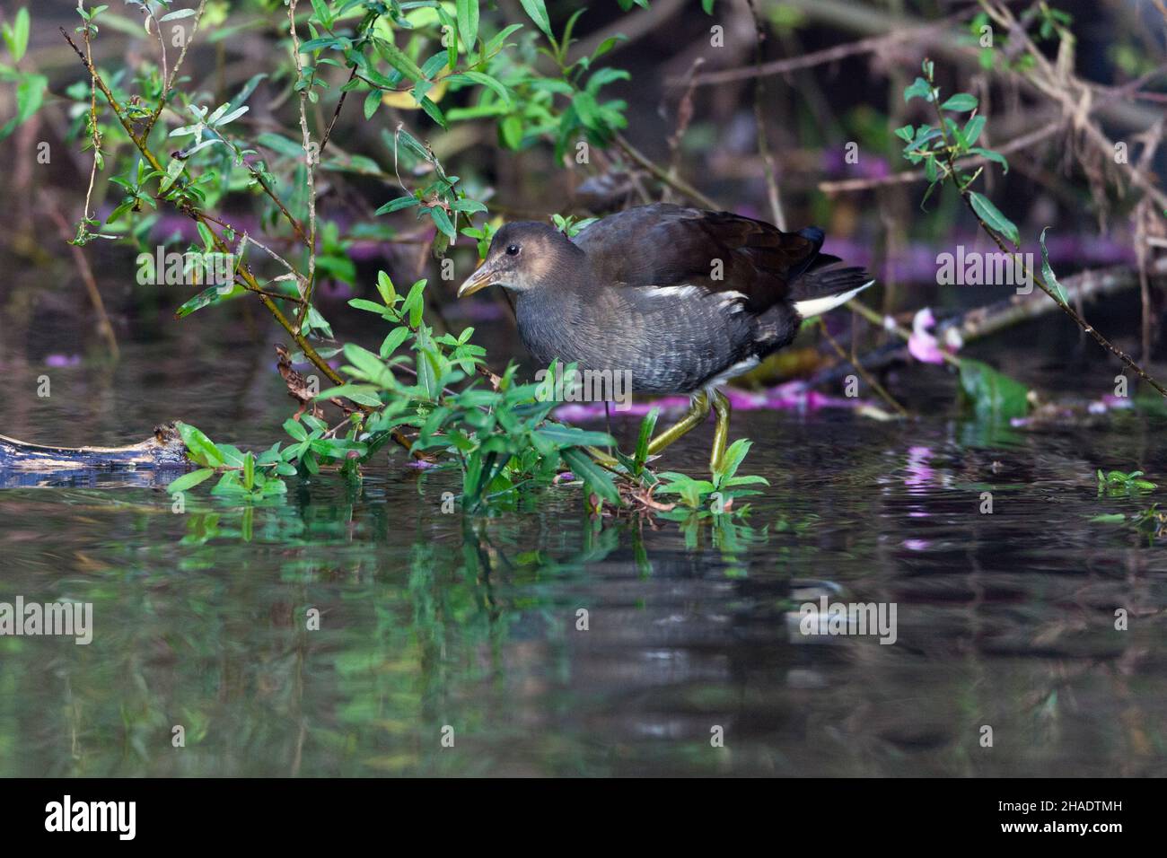 Moorhen, (Gallinula chloropus) young bird foraging in stream, Lower Saxony, Germany Stock Photo
