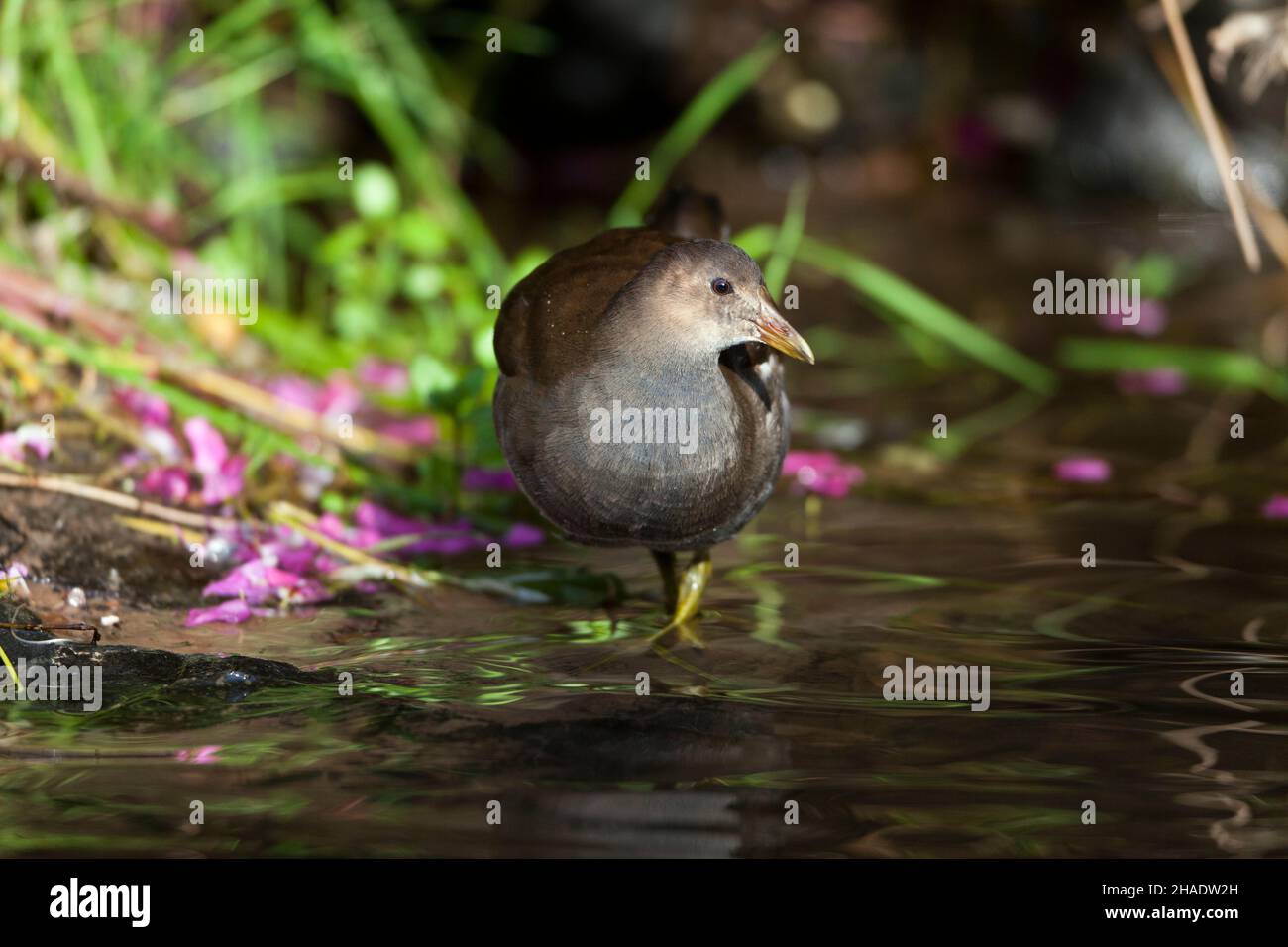 Moorhen, (Gallinula chloropus) young bird foraging in stream, Lower Saxony, Germany Stock Photo