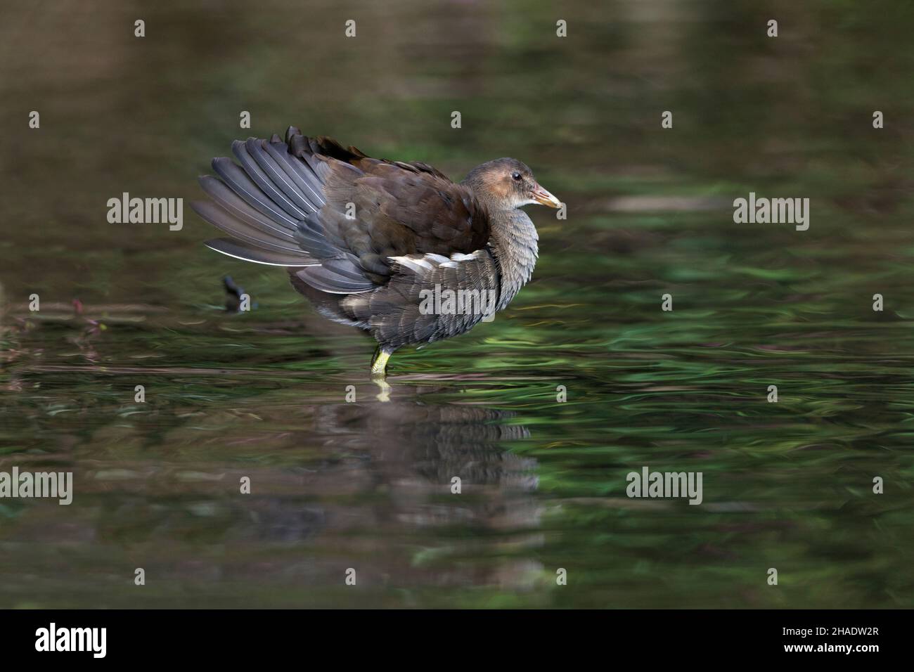 Moorhen, (Gallinula chloropus) young bird in stream, ruffling its wing feathers, Lower Saxony, Germany Stock Photo